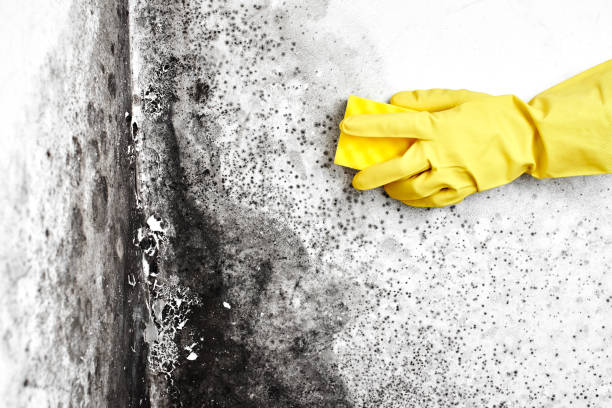 Best Forensic Mold Investigation  in Morgan, UT