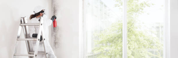 Morgan, UT Mold Removal Company
